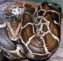 220px-Python_molurus_molurus_2.jpg