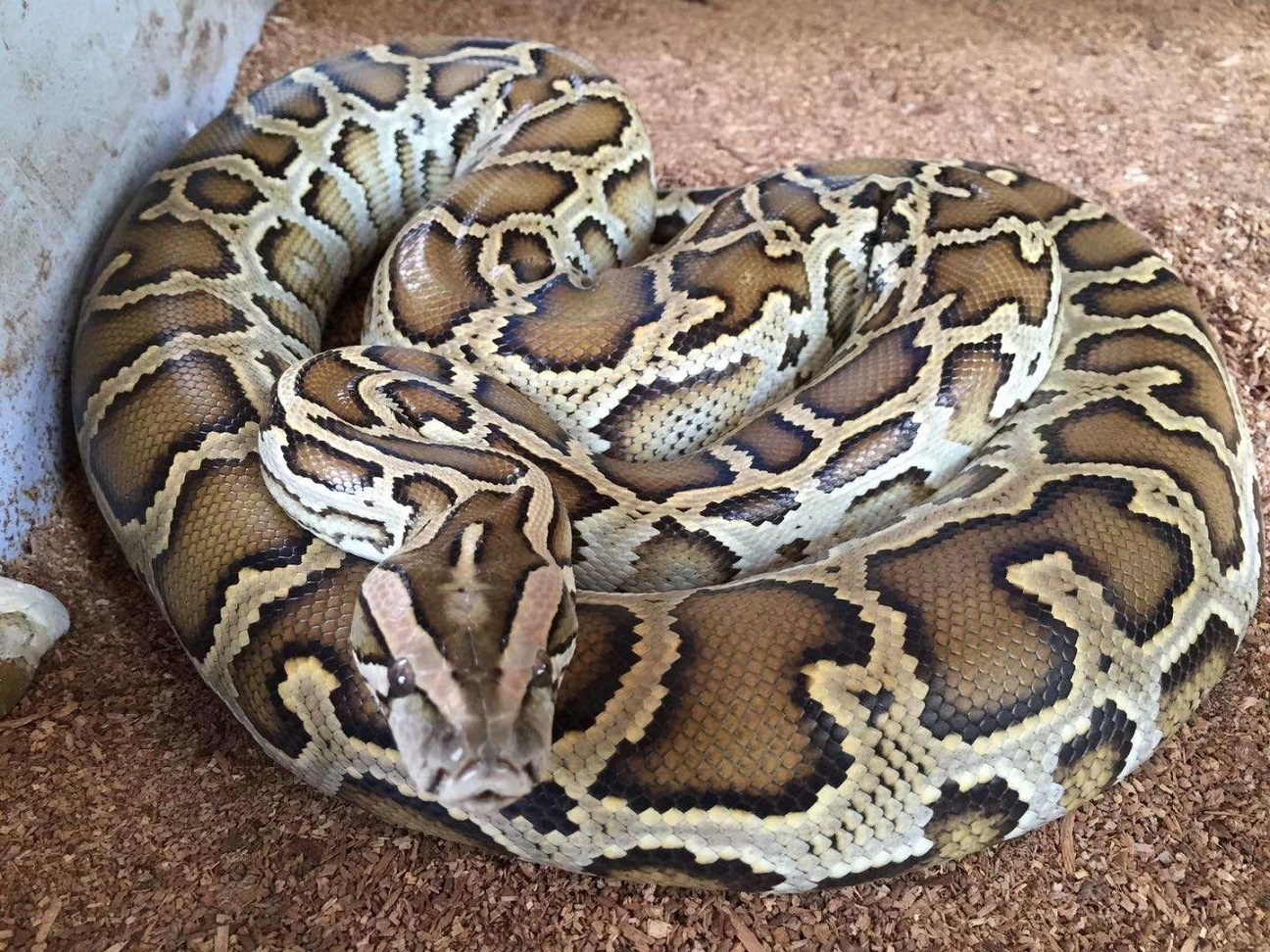 缅甸蟒Python bivittatus - 蟒蛇科普