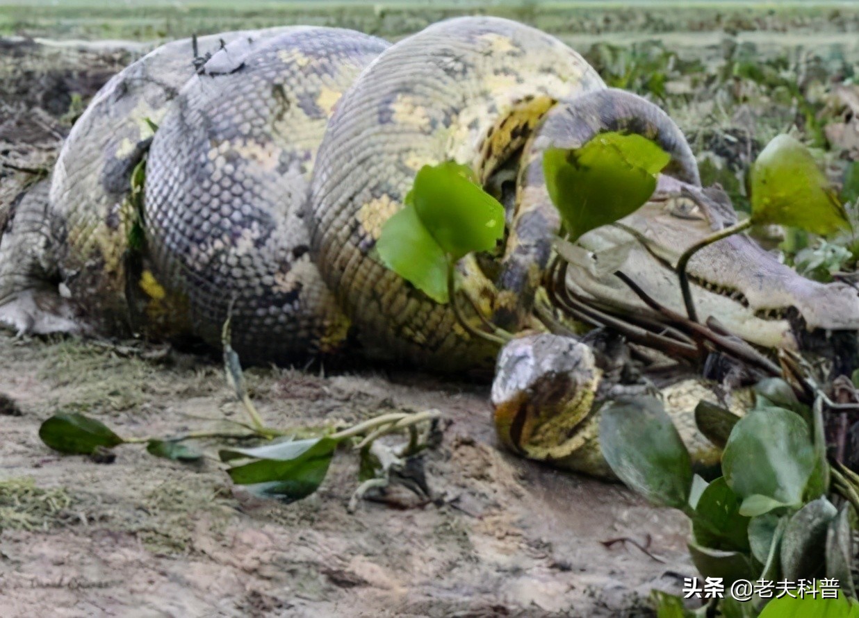母女俩在路边发现一条200公斤的巨蛇 - 蟒蛇科普