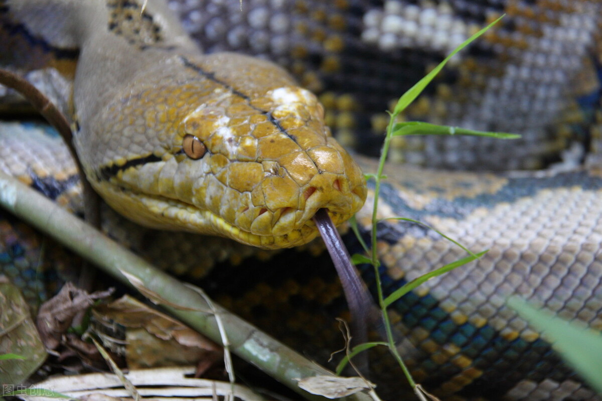 绿树蟒Morelia viridis - 蟒蛇科普